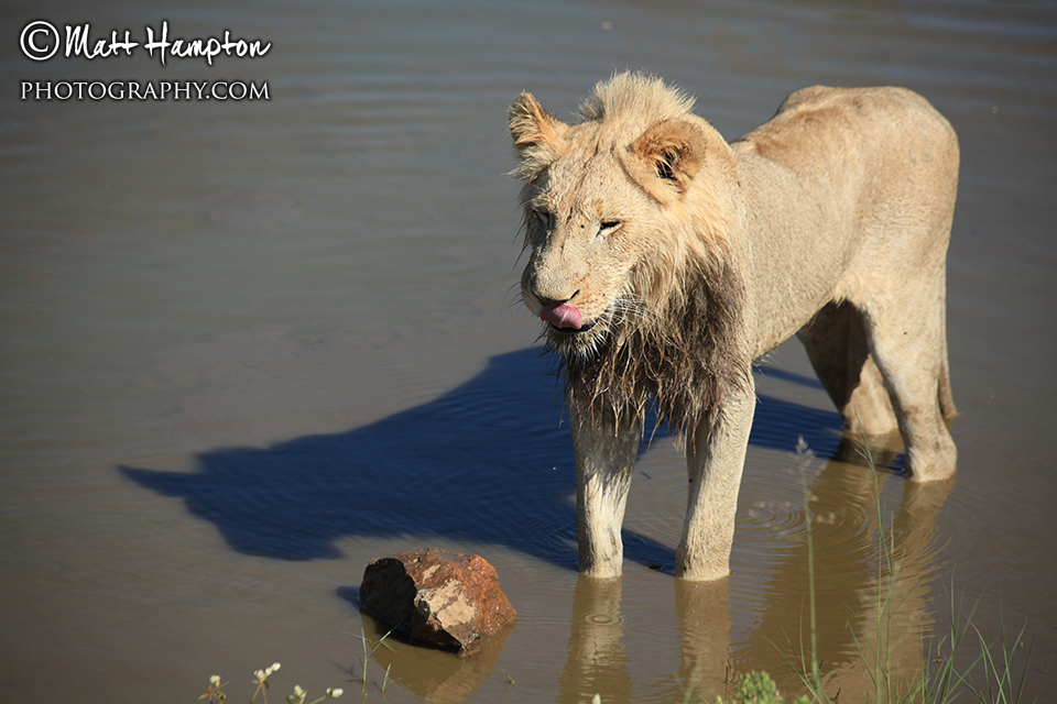 Lion at the watering hole
