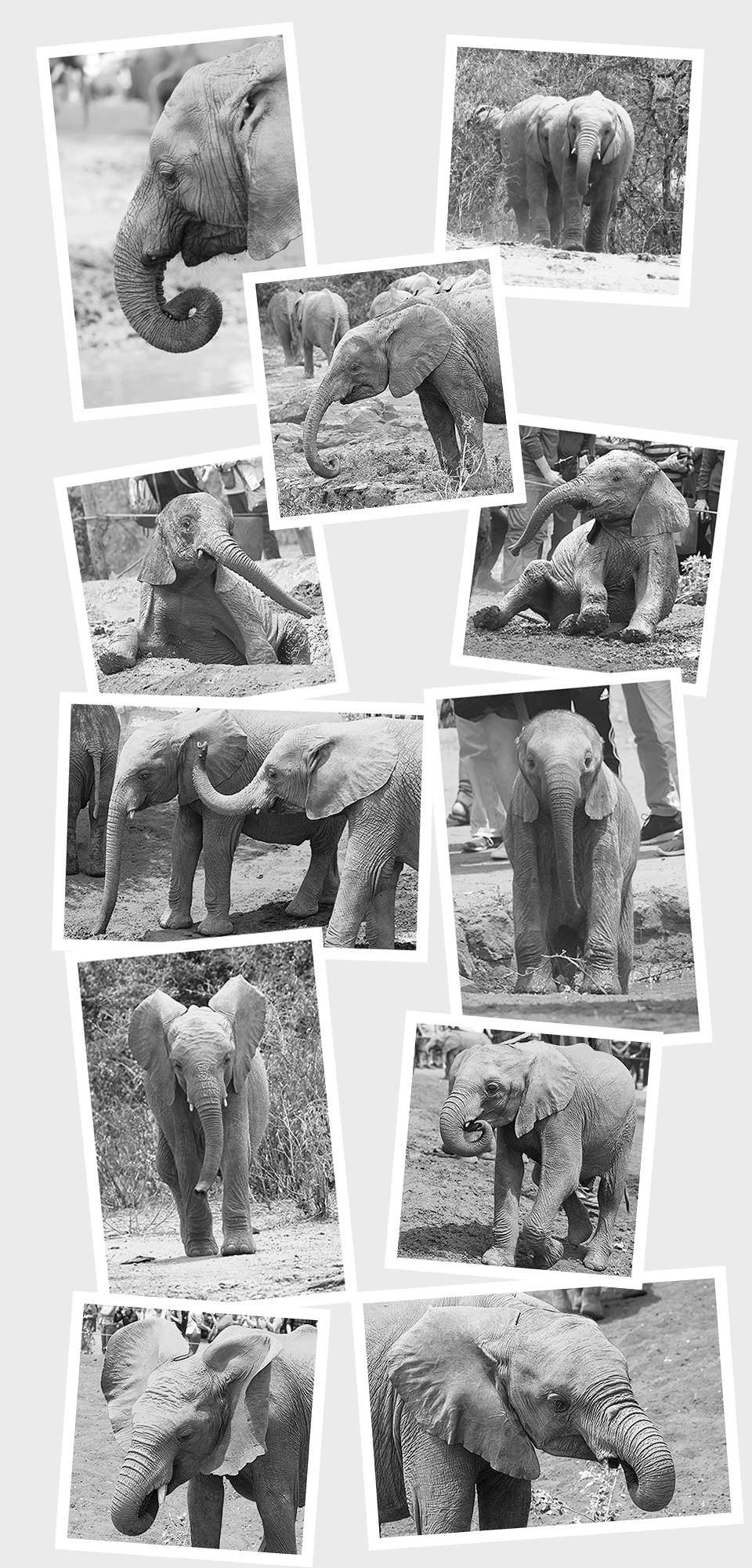 The Sheldrick elephants black and white montage 