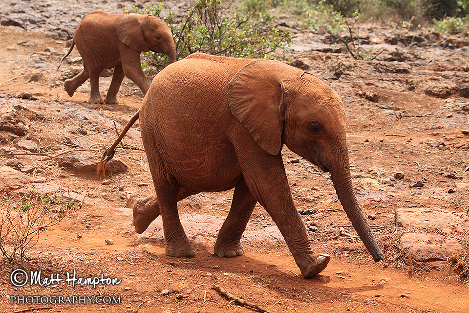The elephants arrive at the Sheldrick Centre Nairobi