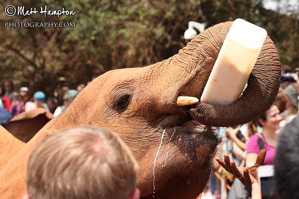Elephant drinking a bottle of milk
