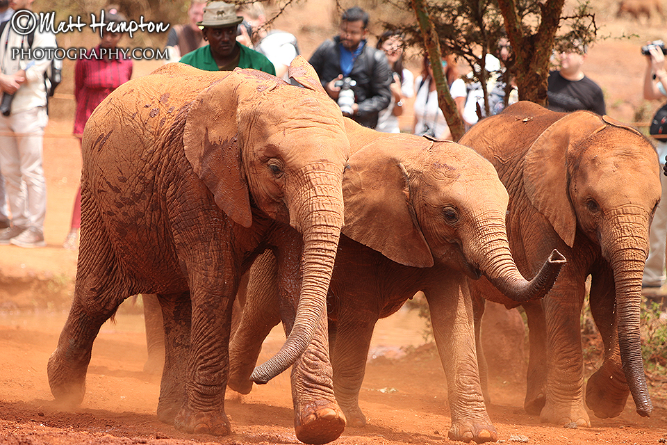 The elephants arrive at the Sheldrick Centre Nairobi