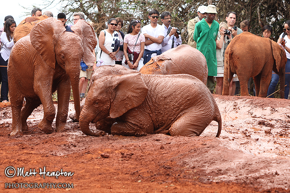 The Sheldrick elephants enjoy a mud bath