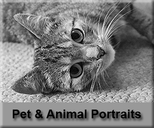 Pet and Animal Photography Lanarkshire